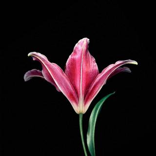 Pink 4k phone wallpaper