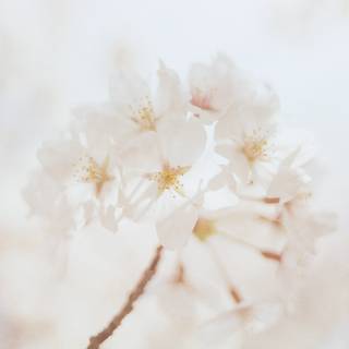 White flower 4k wallpaper