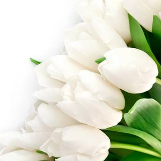 White flower 4k wallpaper