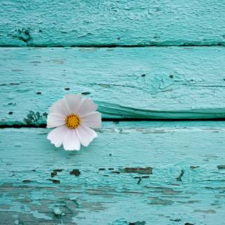 White flower 4k wallpaper