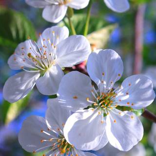 Natural flower wallpaper