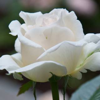 White flower 4k wallpaper