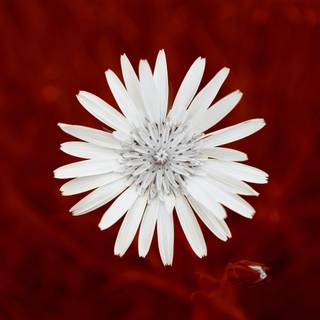 White flower 4k wallpaper