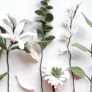 White flower 4k wallpaper
