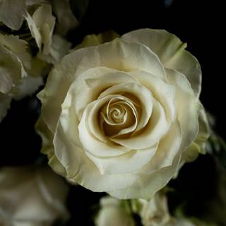 White flower 4k wallpaper