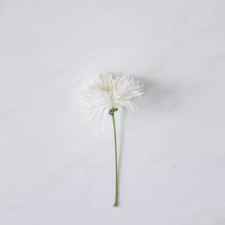 White flower 4k wallpaper
