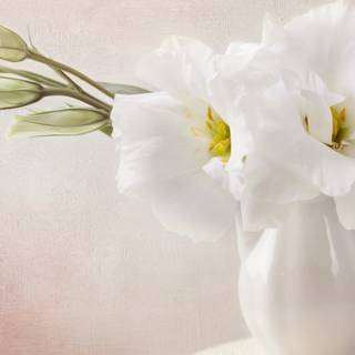 White flower 4k wallpaper