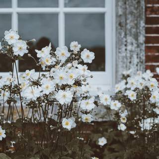 White flower 4k wallpaper