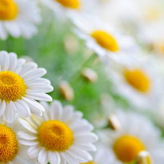 White flower 4k wallpaper