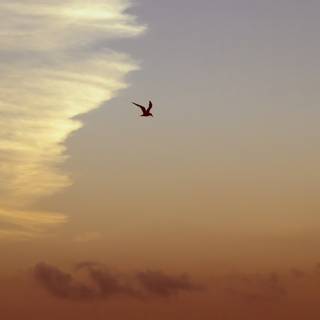 Freedom 4k wallpaper