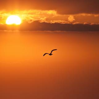 Freedom 4k wallpaper