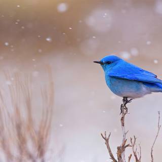 Blue bird 4k wallpaper