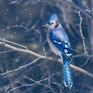 Blue bird 4k wallpaper