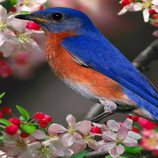 Blue bird 4k wallpaper