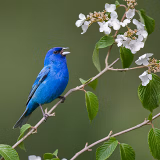 Blue bird 4k wallpaper