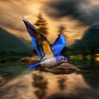 Blue bird 4k wallpaper