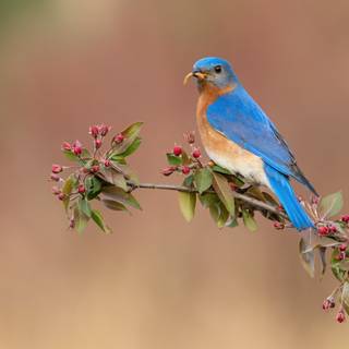 Blue bird 4k wallpaper