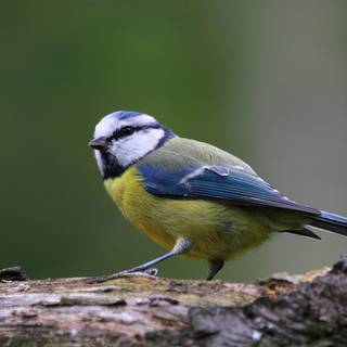 Blue bird 4k wallpaper