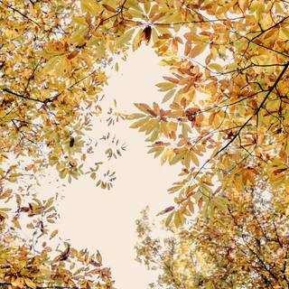 Brown simple autumn wallpaper