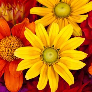 4k autumn flowers wallpaper