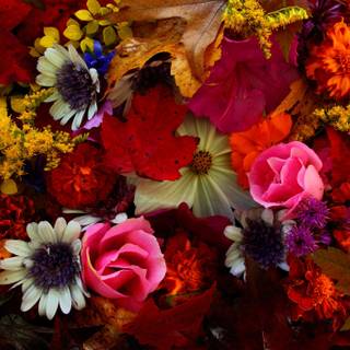 4k autumn flowers wallpaper