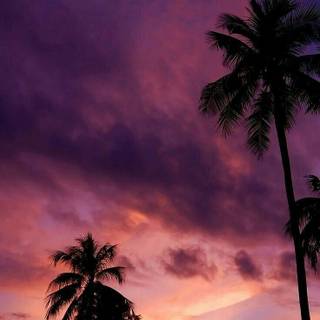 Sunset nature summer wallpaper