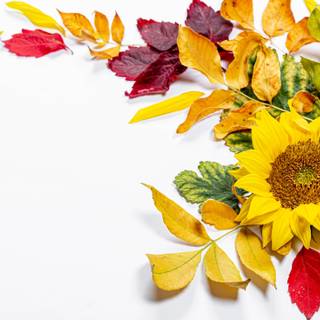 4k autumn flowers wallpaper