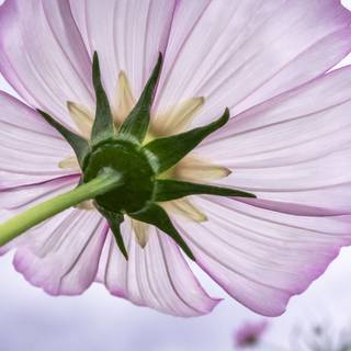 4k autumn flowers wallpaper
