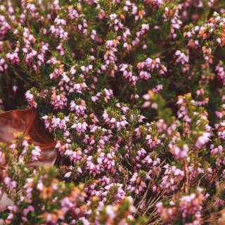 4k autumn flowers wallpaper