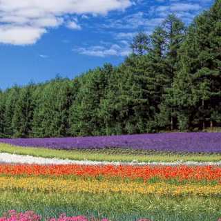 Natural flower wallpaper