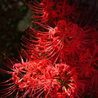 4k autumn flowers wallpaper