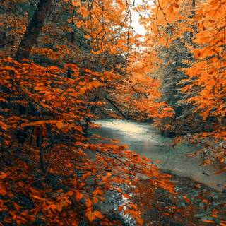 2560x1440 autumn nature wallpaper