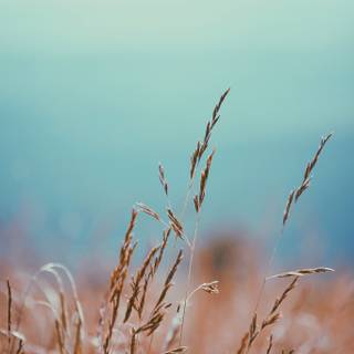 Autumn minimalist iPad wallpaper