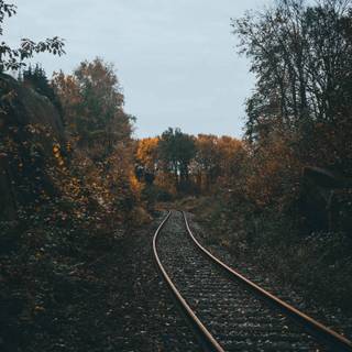 Autumn track wallpaper