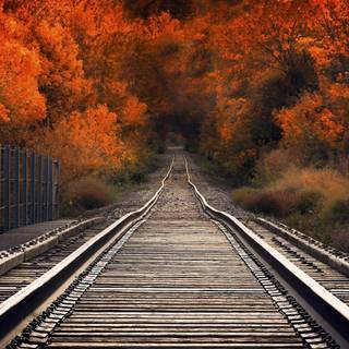 Autumn track wallpaper