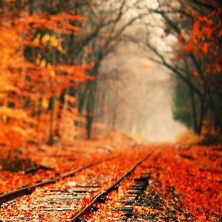 Autumn track wallpaper