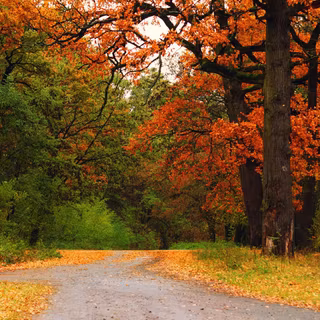 Autumn track wallpaper