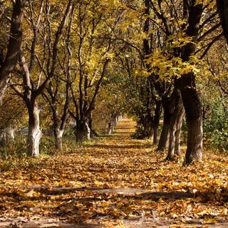 Autumn track wallpaper