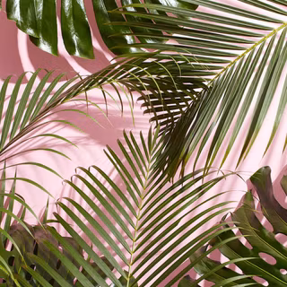 Tropical leaves 2023 wallpaper