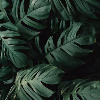 Tropical leaves 2023 wallpaper
