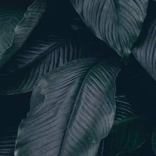 Aesthetic dark iPhone XS wallpaper