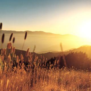 Vintage summer desktop wallpaper