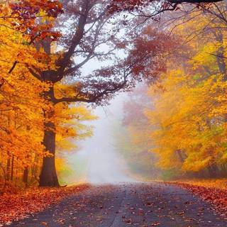 Autumn foggy road wallpaper