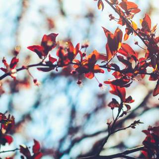 Autumn Pinterest wallpaper