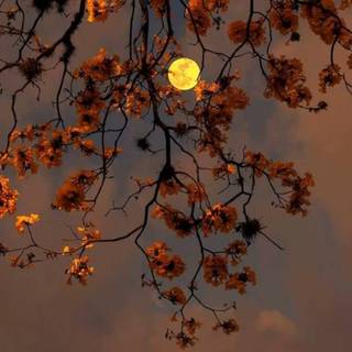 Autumn Pinterest wallpaper