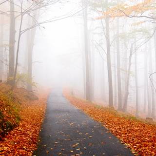 Autumn foggy road wallpaper