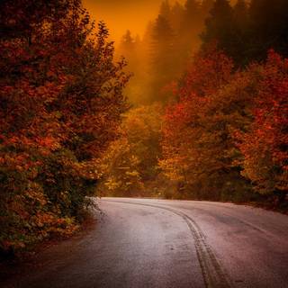 Autumn foggy road wallpaper