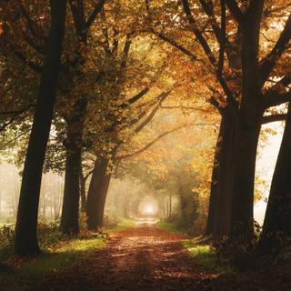 Autumn foggy road wallpaper