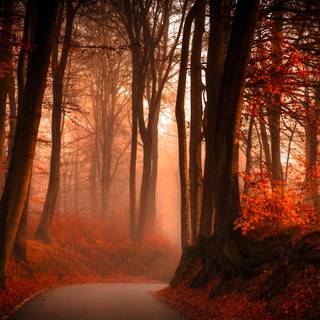 Autumn foggy road wallpaper