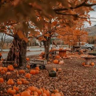 Autumn Pinterest wallpaper